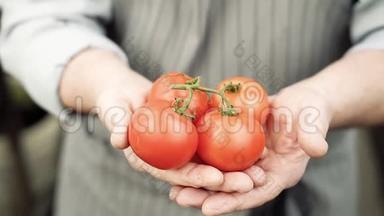 一位老人手捧成熟的红西红柿